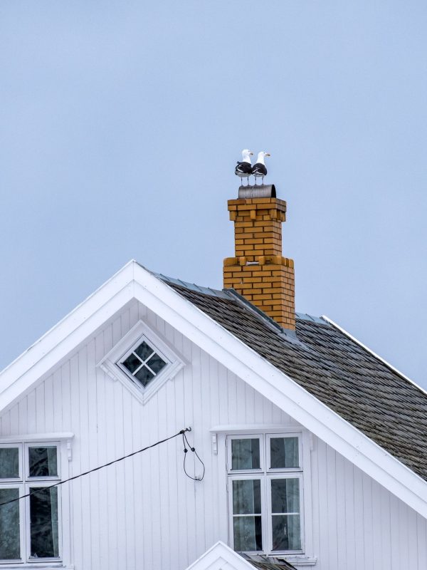 Seagull birds standing on chimney brick rooftop